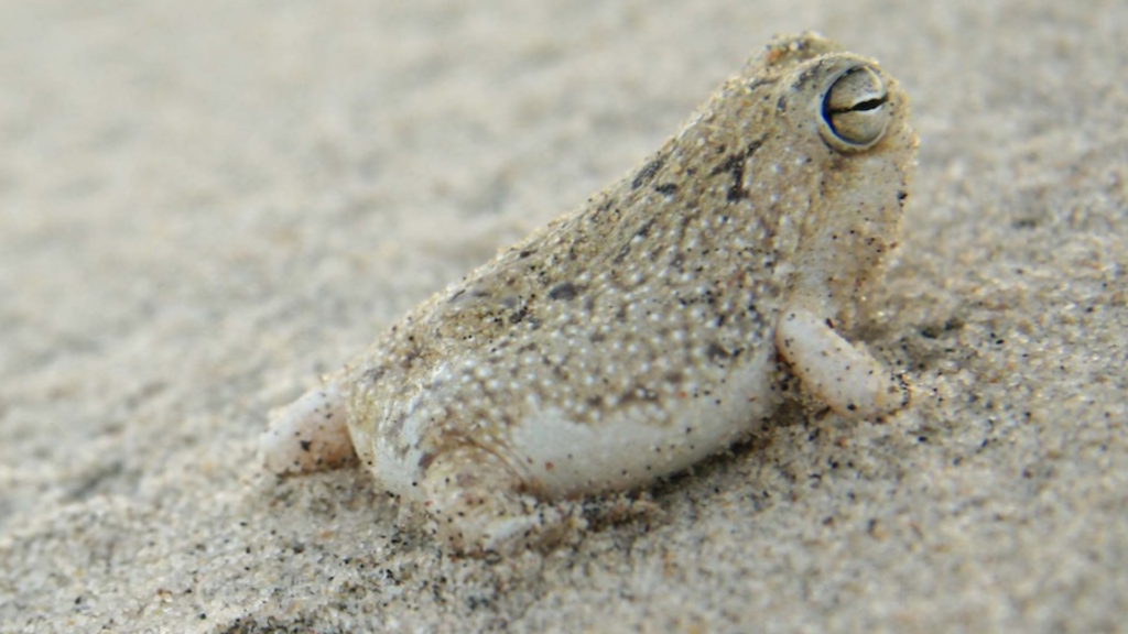 Desert Rain Frog